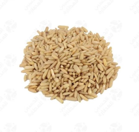 صنوبر باكستاني طويل