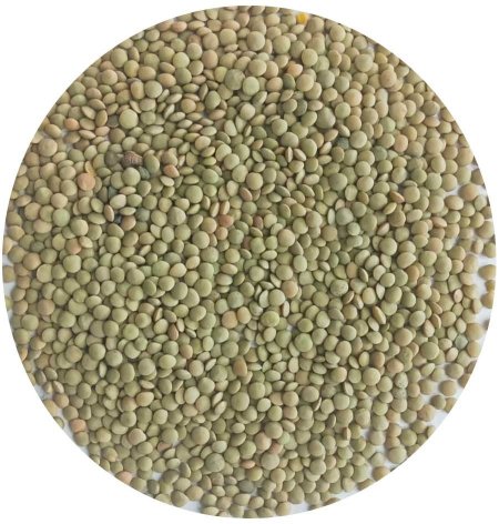 عدس حب اخضر