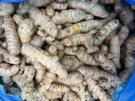 كركم اخضر طازج